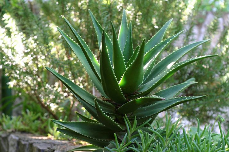 Aloe pianta