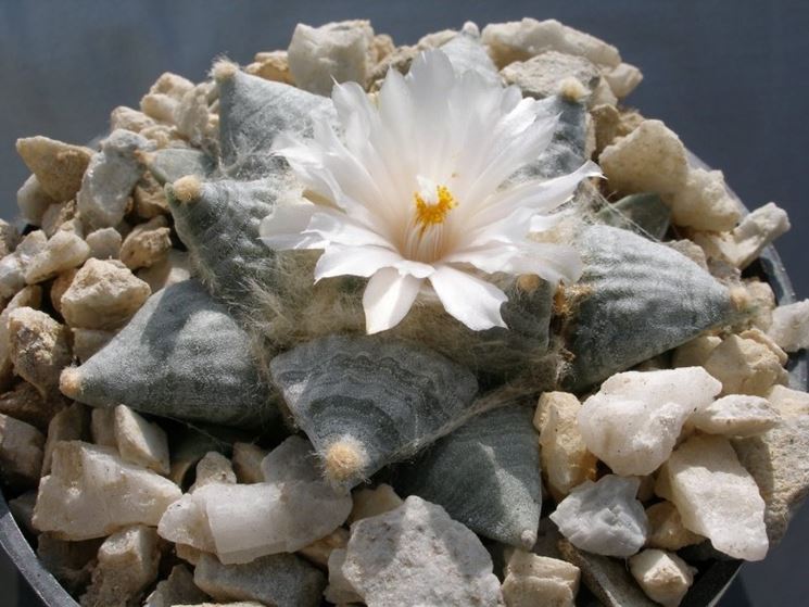 Ariocarpus retusus