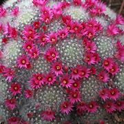 Esemplare di Mammillaria dasyacantha