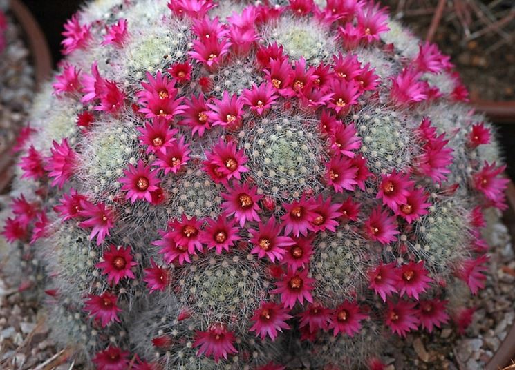 Esemplare di Mammillaria dasyacantha