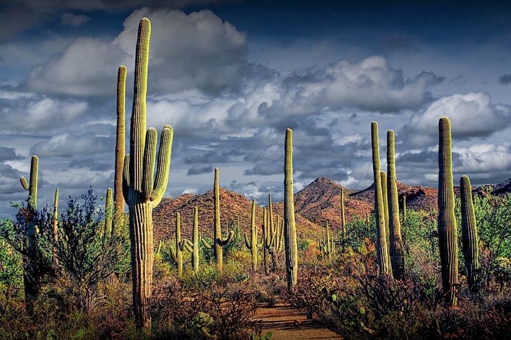 Saguaro tipico dell'Arizona