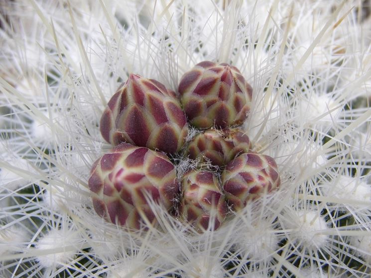 Particolare di Thelocactus Macdowellii