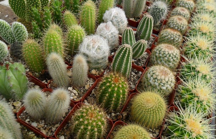 cactus variet