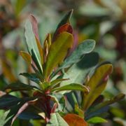 Euphorbia amygdaloides purpurea