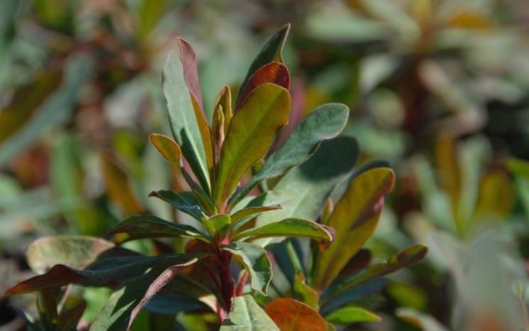 Euphorbia amygdaloides purpurea