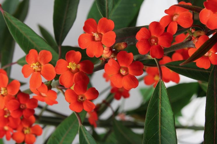 Euphorbia Fulgens