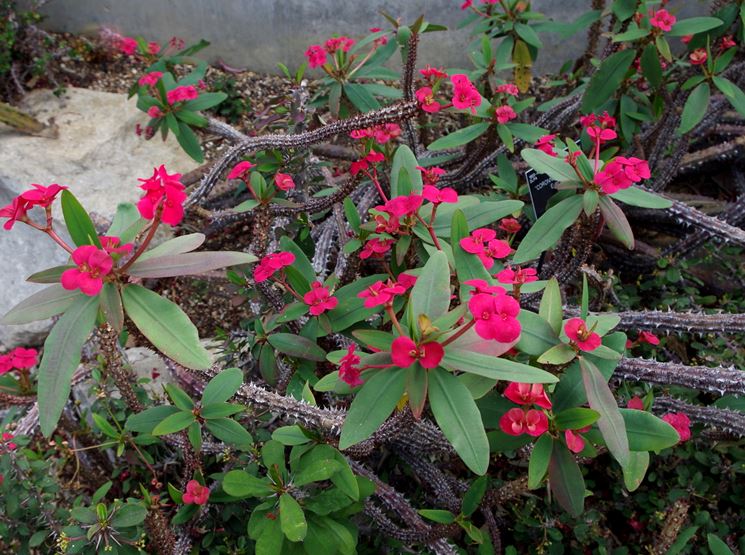 Euphorbia Splendens