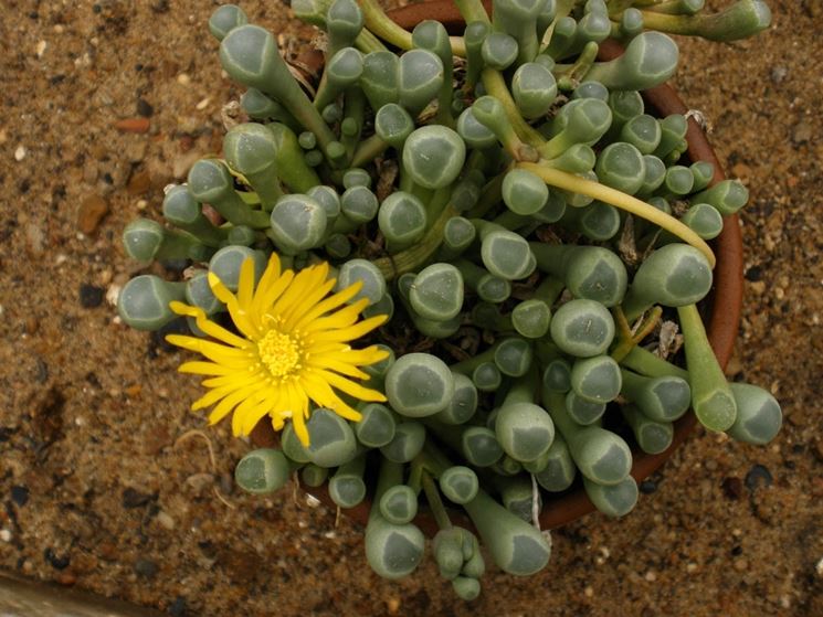 Fenestraria fiore