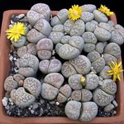  piantine di Lithops