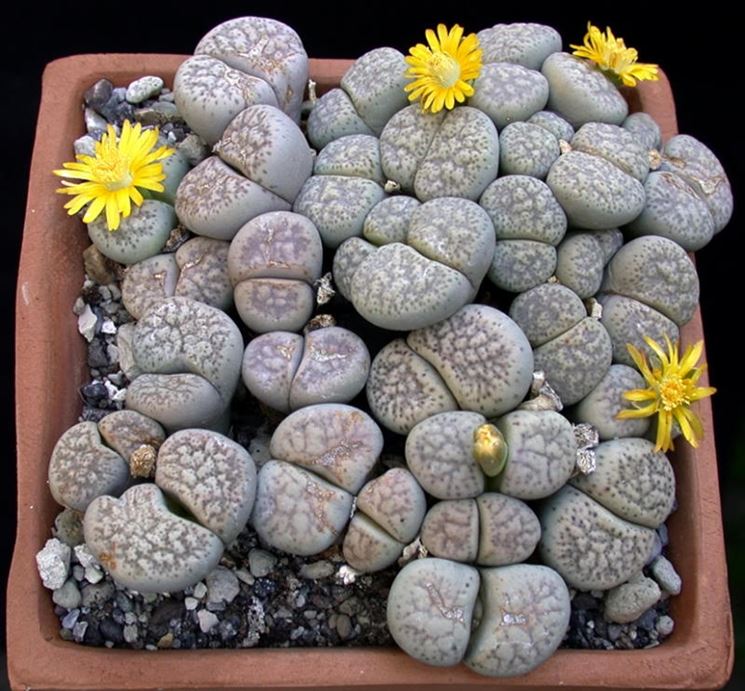  piantine di Lithops