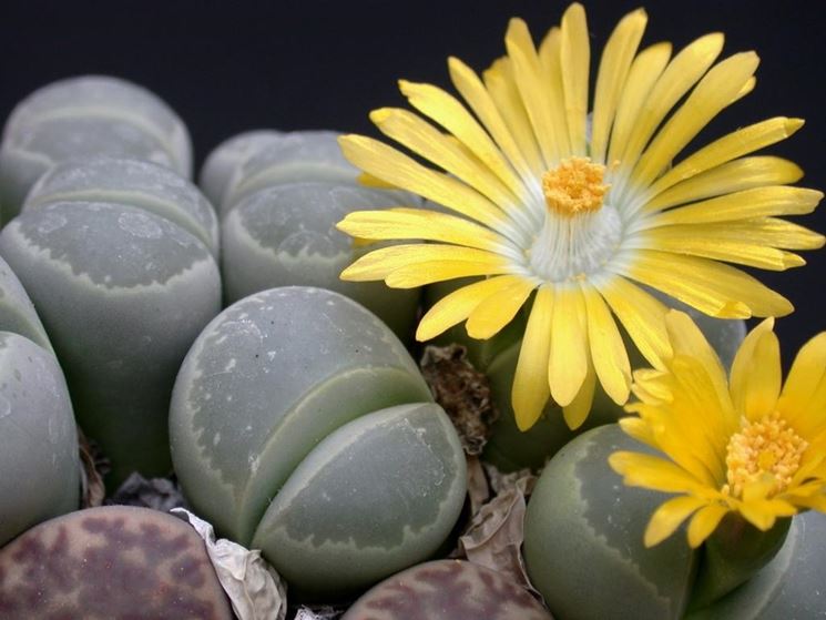 La fioritura del Lithops