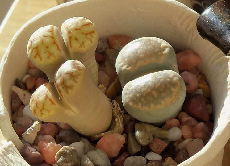 Lithops che si  allungato alla ricerca di luce