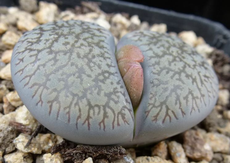 Esemplare di Lithops Aucampiae