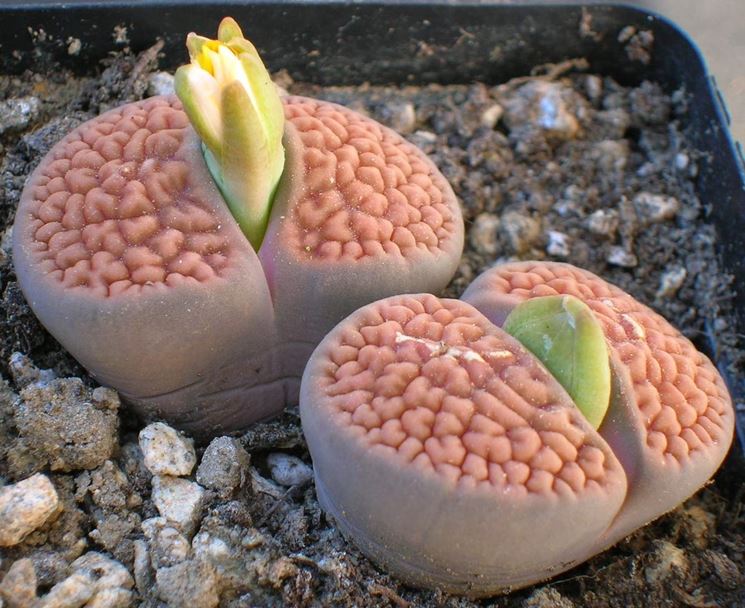 lithops