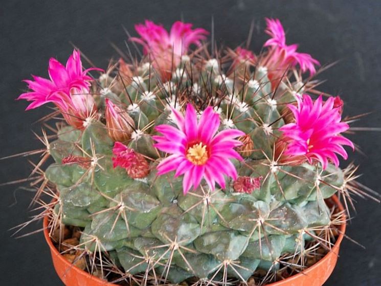 Mammillaria fiorita