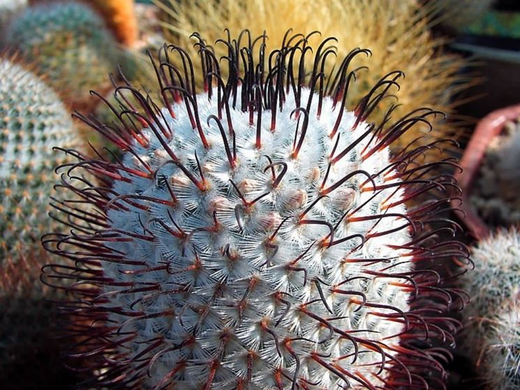 Mammillaria spine uncinate