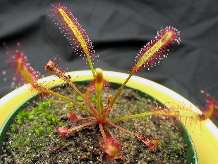 Pianta carnivora Drosera