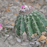 Melocactus curvispinus