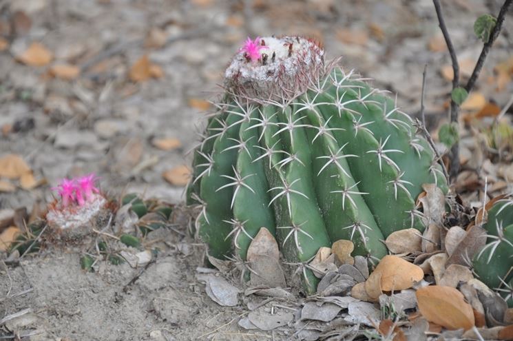 Melocactus curvispinus