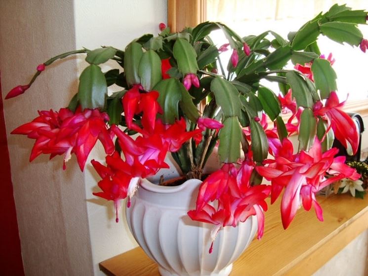 Piante grasse cactus piante grasse da appartamento pianta cactus Piante grasse da appartamento con fiori