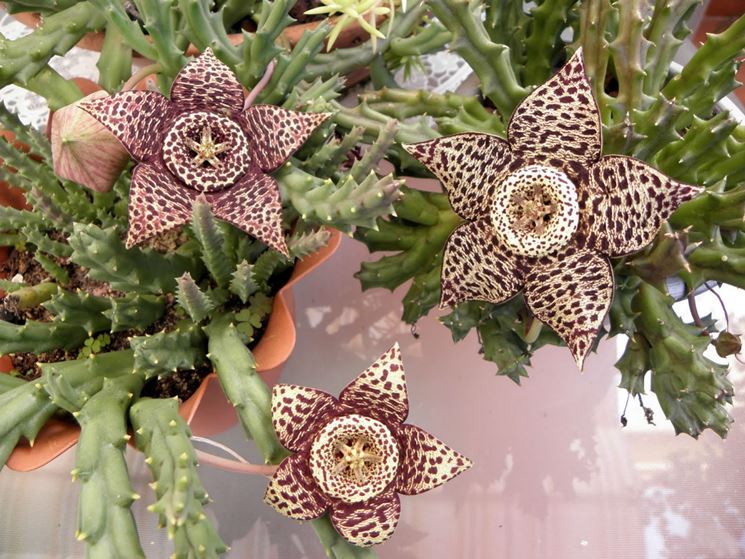 Stapelia variegata