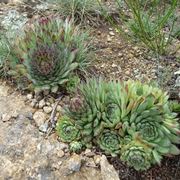 Piante grasse da balcone