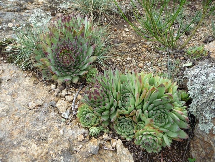 Piante grasse da balcone