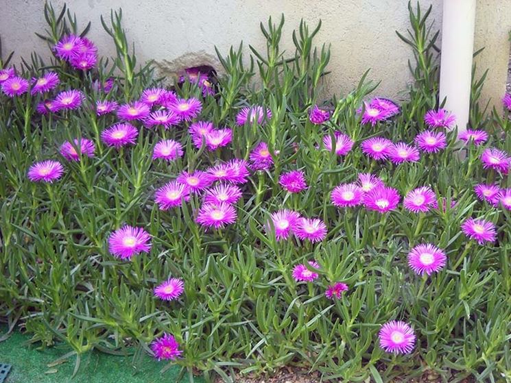 Carpobrotus la pianta grassa rampicante con fiori rossi e rosa