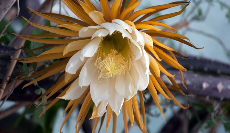 Fiore di Selenicereus