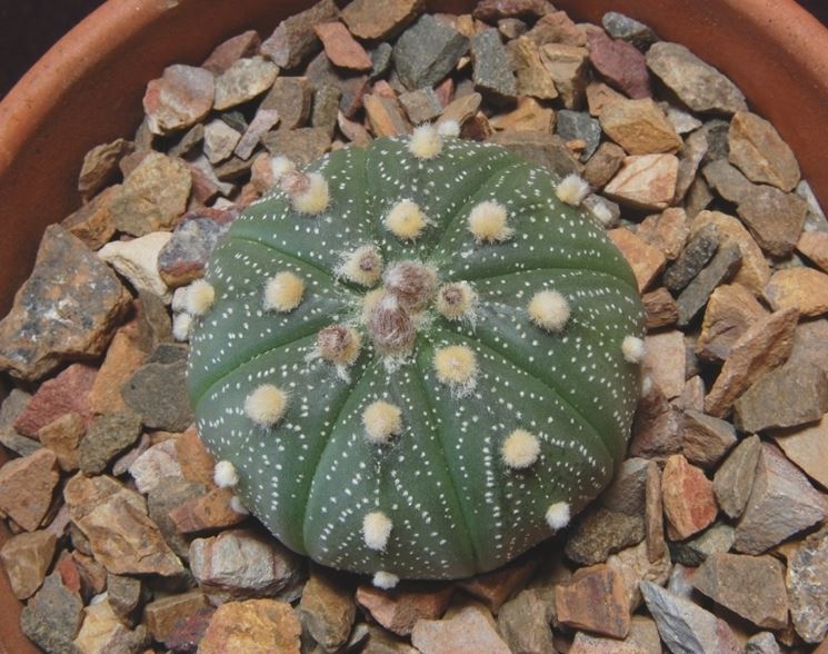 Astrophytum asterias