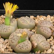 lithops