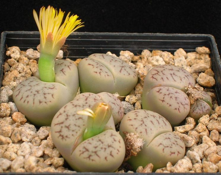 16 Piante Grasse Artificiali Assortite - Finte E Realistiche Per Decorazione Casa - Cactus E Aloe Finti Senza Vaso