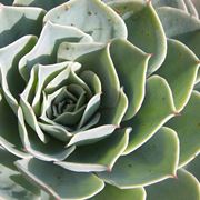 piante grasse succulente