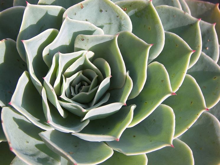 piante grasse succulente