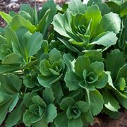 sedum