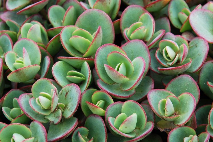 sedum variegato