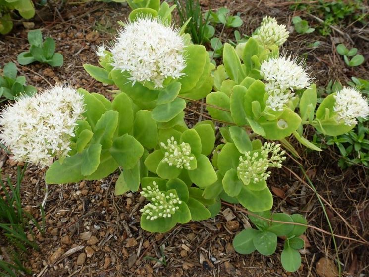 sedum iceberg