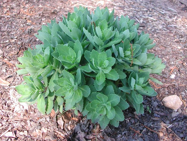 Sedum esemplare