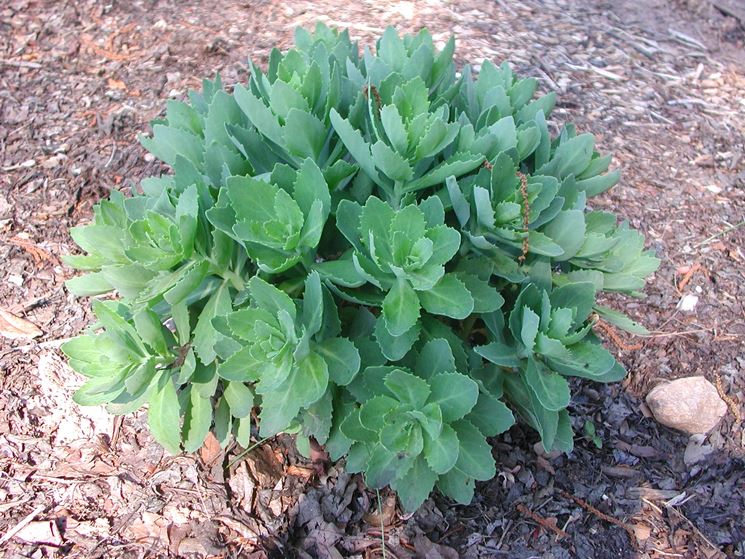 Sedum esemplare