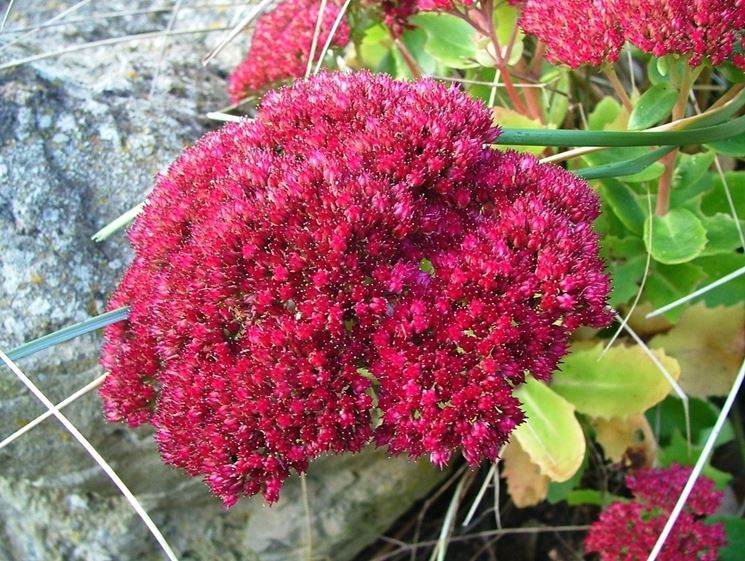 sedum spectabile brilliant