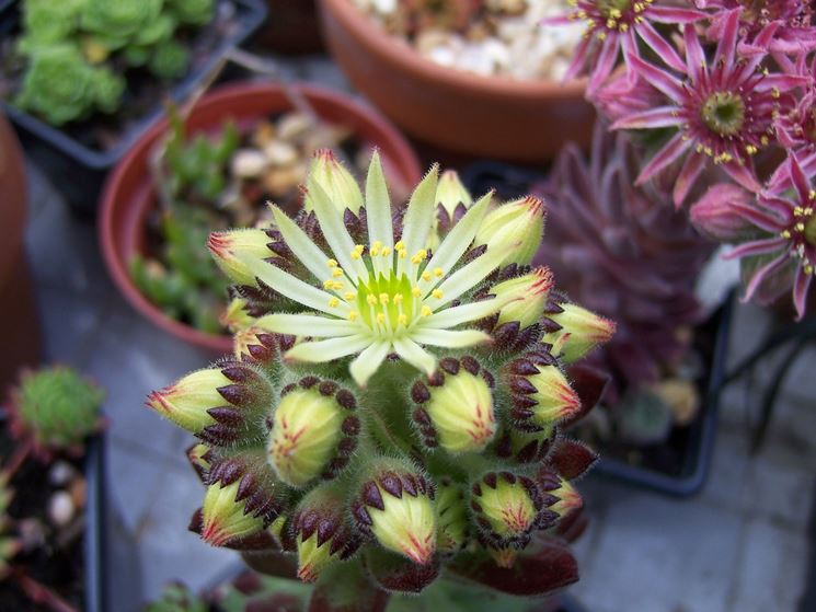 Esemplare di sempervivum fiorito