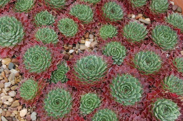 Un vecchio esemplare di sempervivum