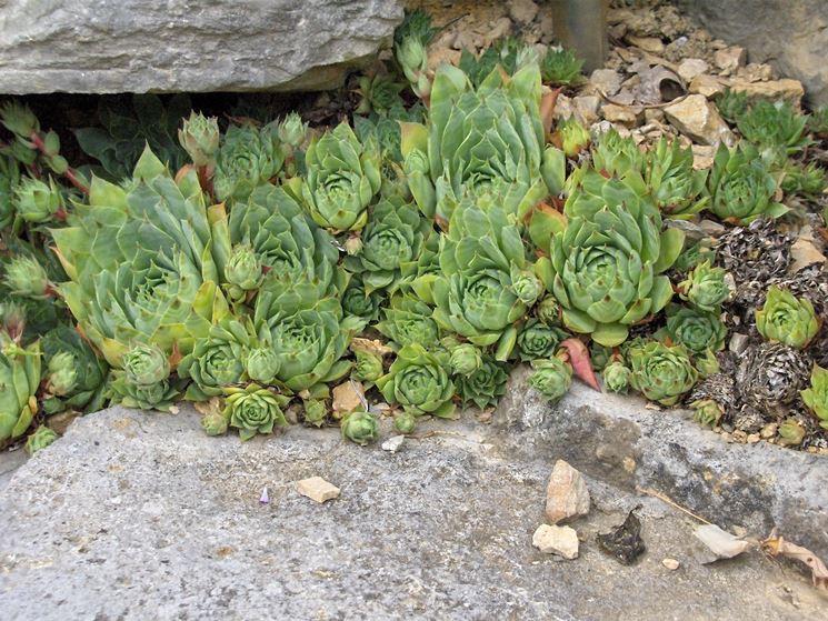 Esemplare di sempervivum tectorum