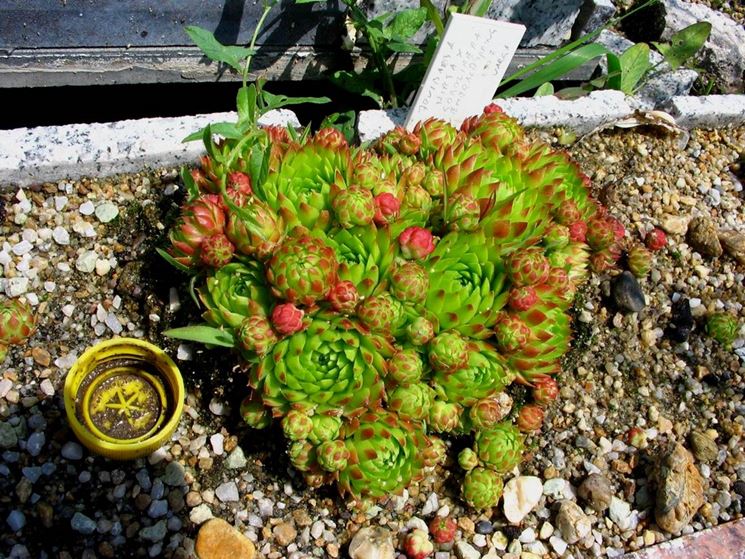 sempervivum