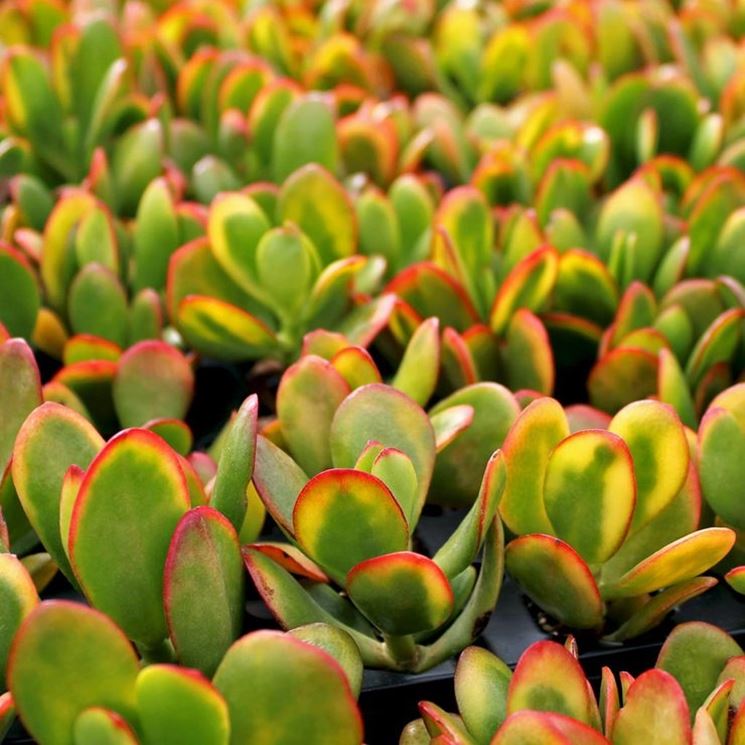 Crassula