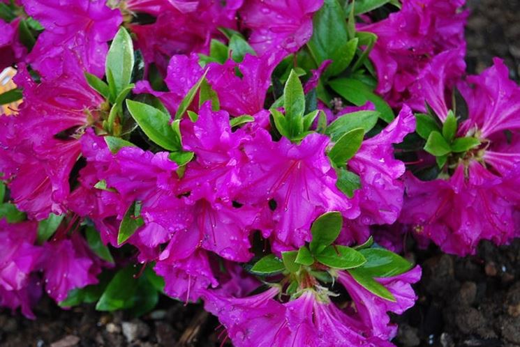 fiori di azalea