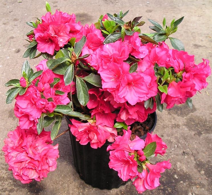 azalea in vaso