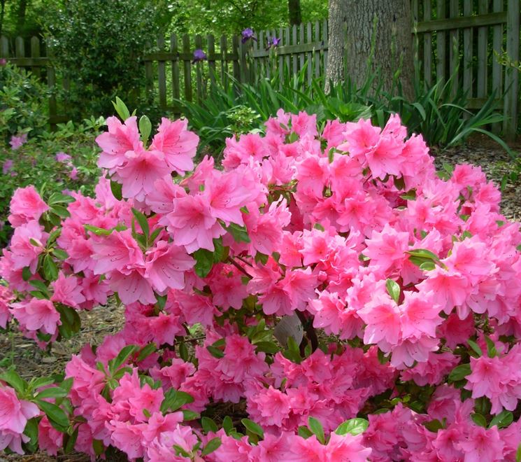 Fiori dell'azalea