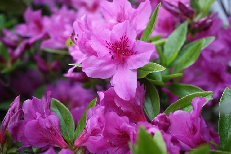 Irrigazione azalea