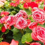 begonia tuberhybrida   fonte:http://www.jardinage.eu